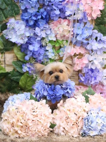 20250624メイちゃん